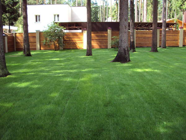 Уход за деревьями на участке