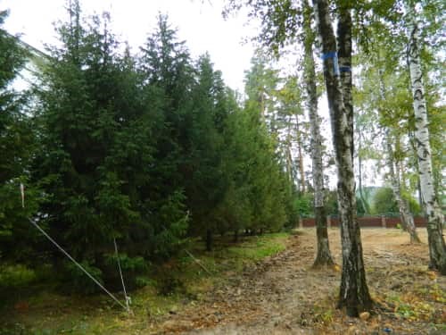 Посадка хвойных крупномеров