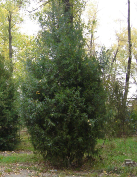 Туя Брабант высота 7 – 8 метра