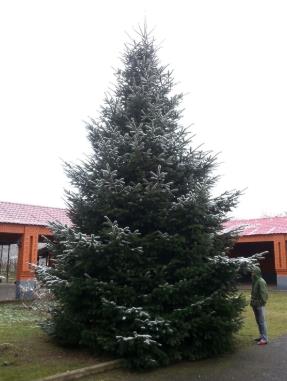 Ель голубая
Высота 10 – 12 метра