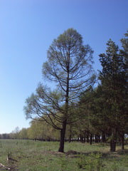 Лиственница сибирская до от 1.5 м