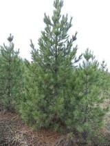 Кедр (сосна кедровая)