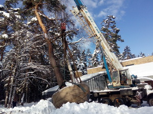 Пересадка деревьев (крупномеров)