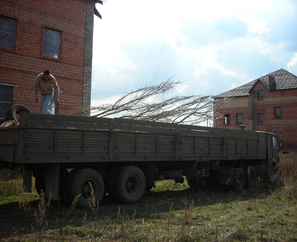 Посадка деревьев зимой 