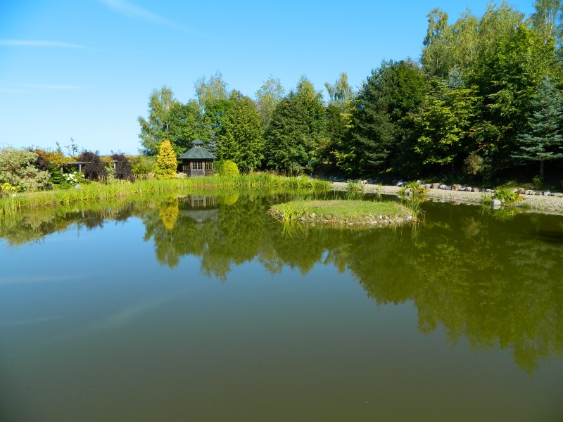Водные растения, водоемы, пруды