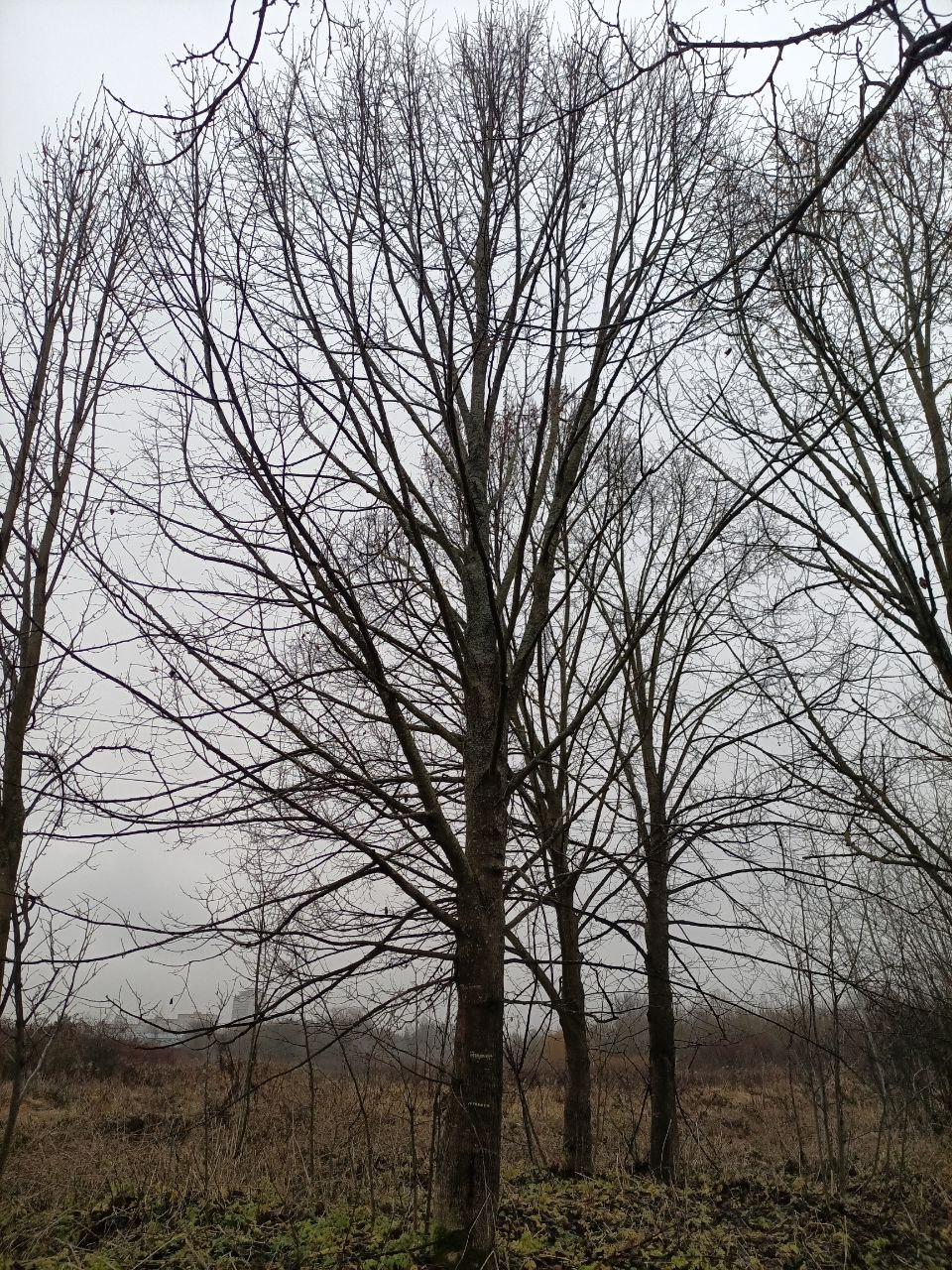 Липа мелколистная от 12 до 15 м