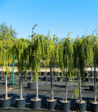 Лиственница сибирская