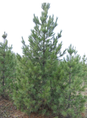 Кедр сибирский высота 7 – 8 метров